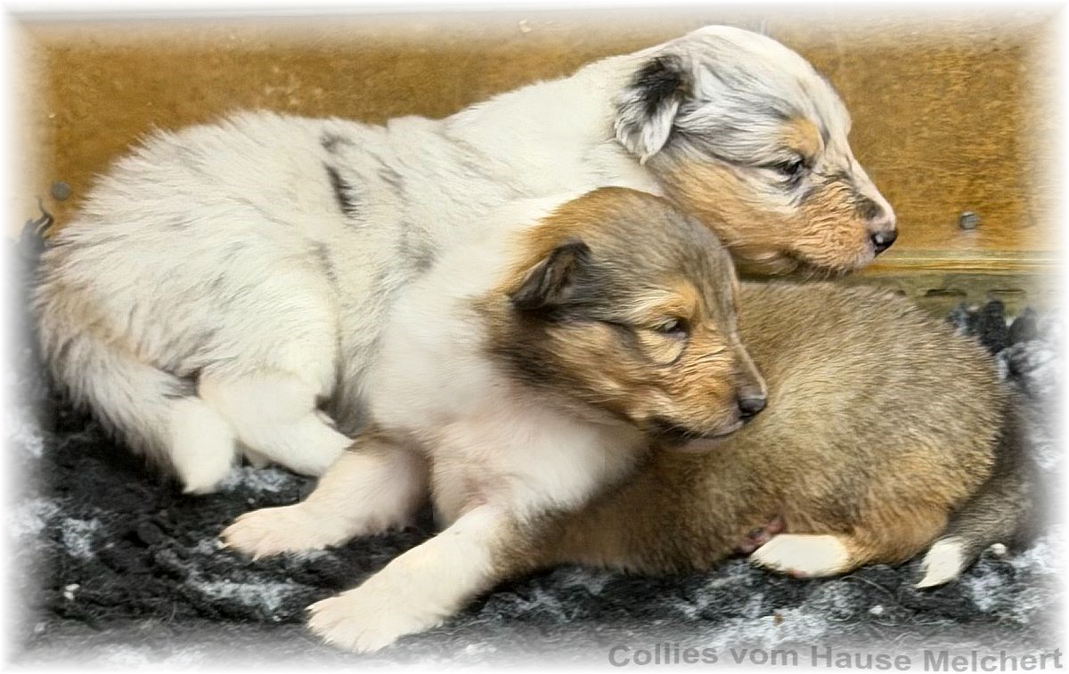 Melchert Collies
