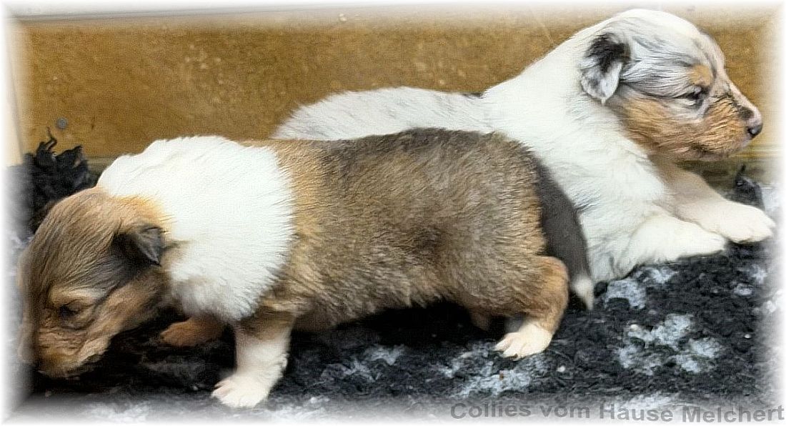 Collies Amerikanisch