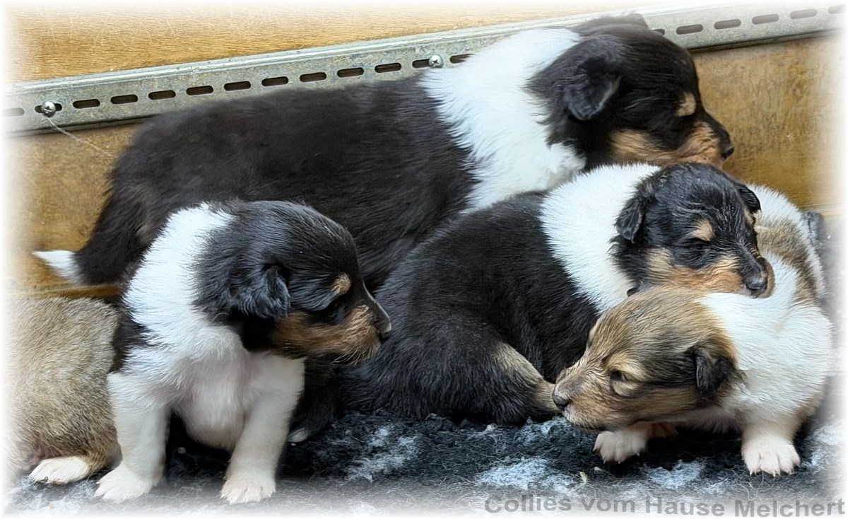 Melchert Collies