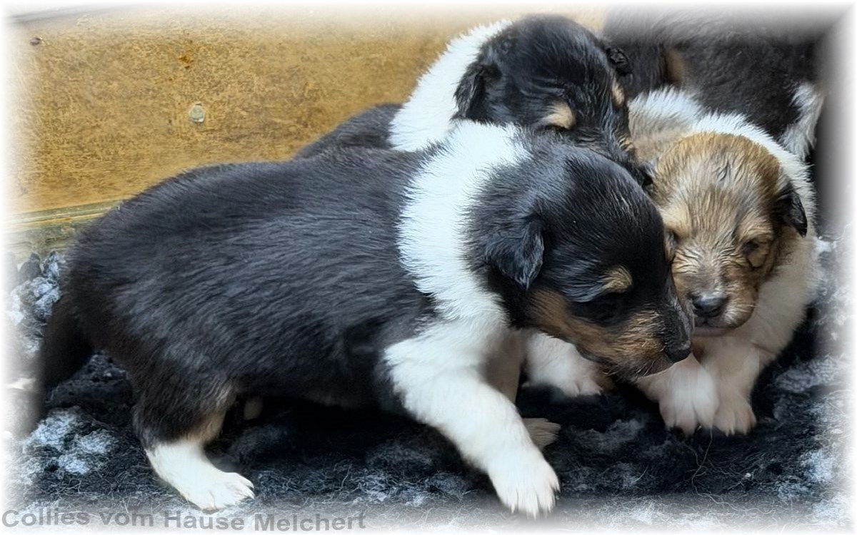 Melchert Collies
