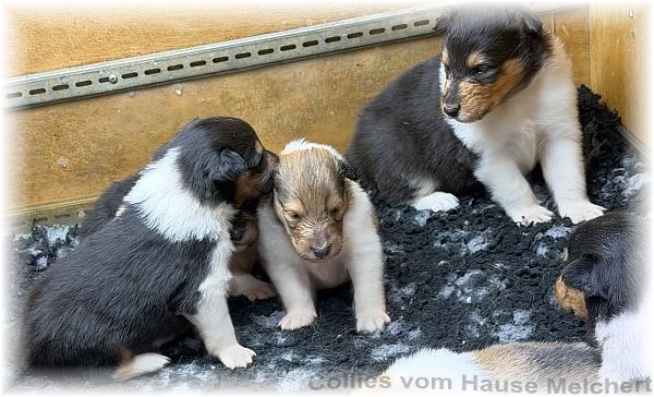 Melchert Collies