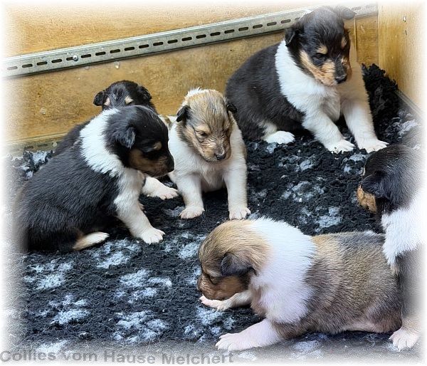Melchert Collies
