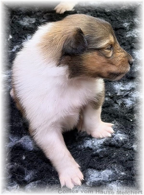 Melchert Collies