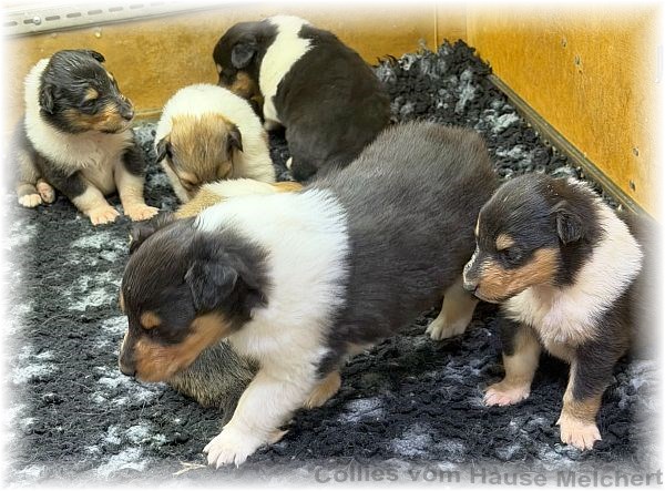 Melchert Collies
