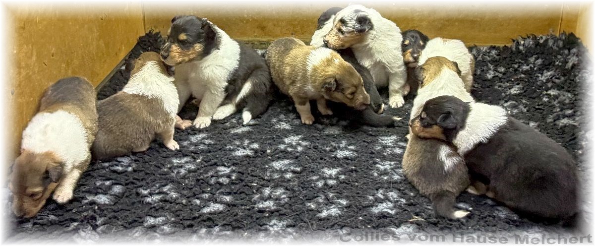Melchert Collies