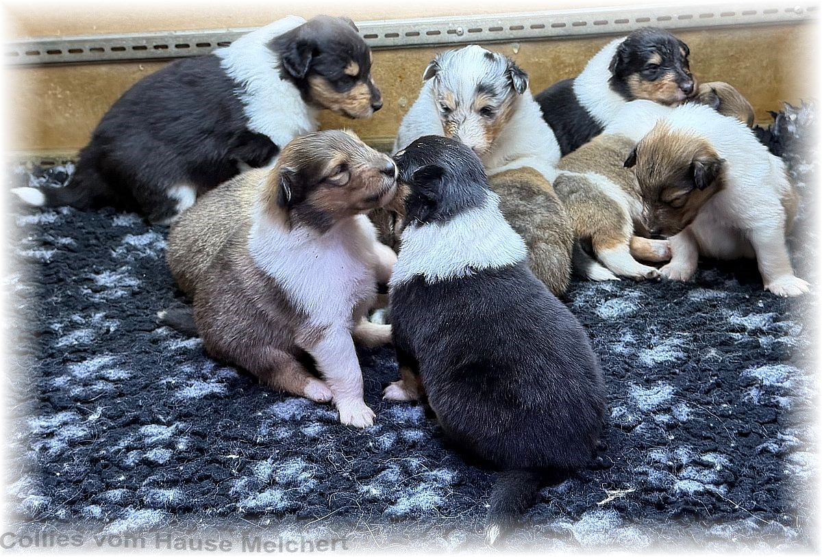 Collies vom Hause Melchert
