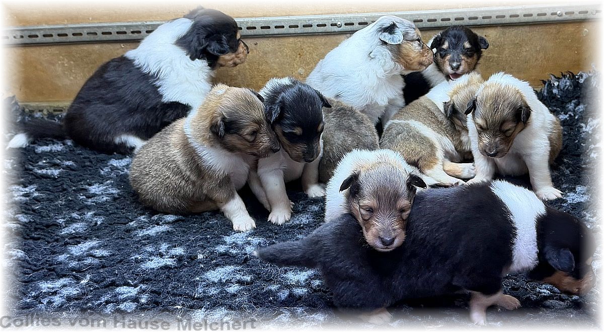 Melchert Collies
