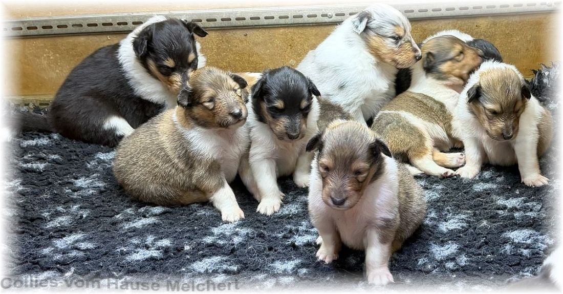 Collies vom Hause Melchert