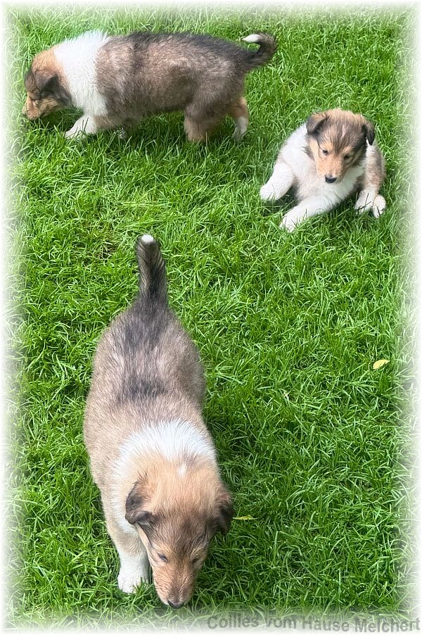 Collie Welpen