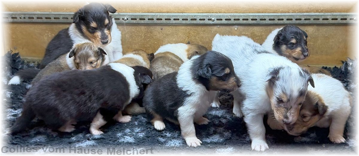Melchert Collies