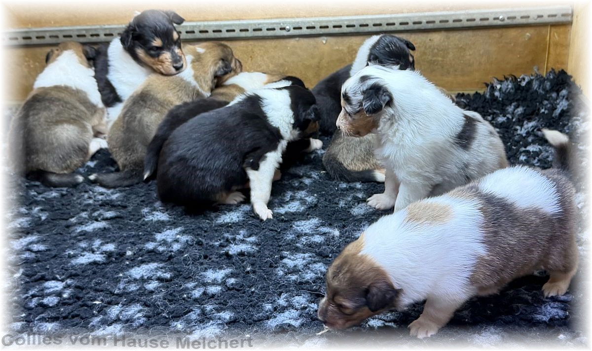 Collies vom Hause Melchert