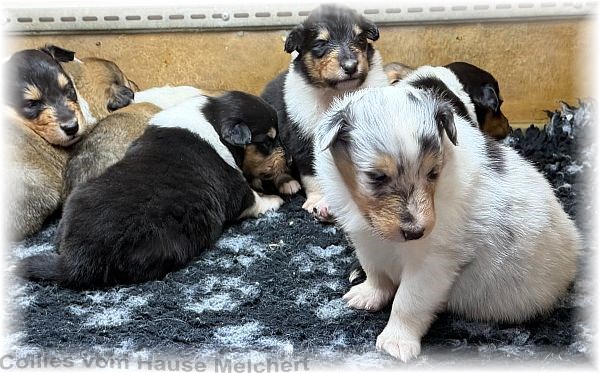 Collies vom Hause Melchert