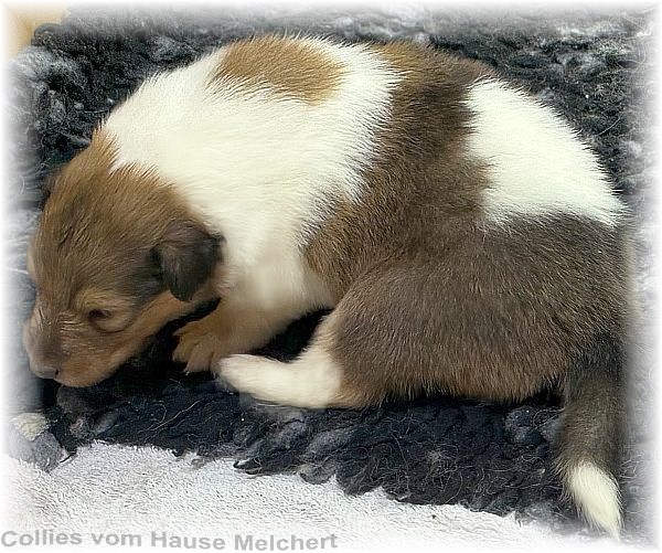 Melchert Collies