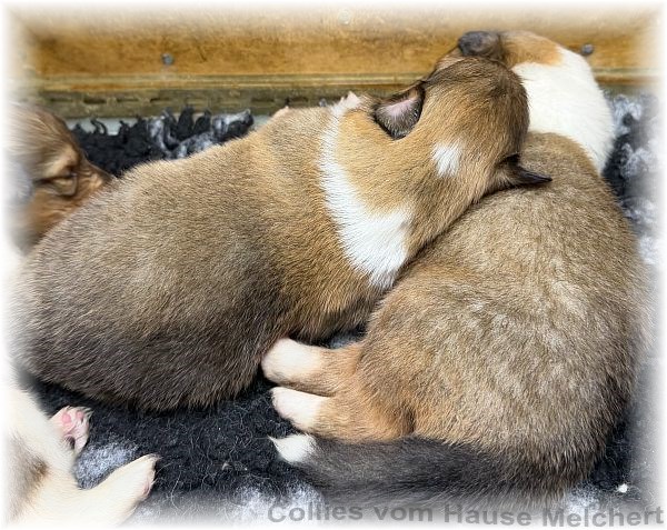 Collies vom Hause Melchert