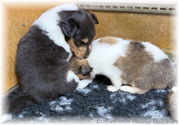 Collies vom Hause Melchert