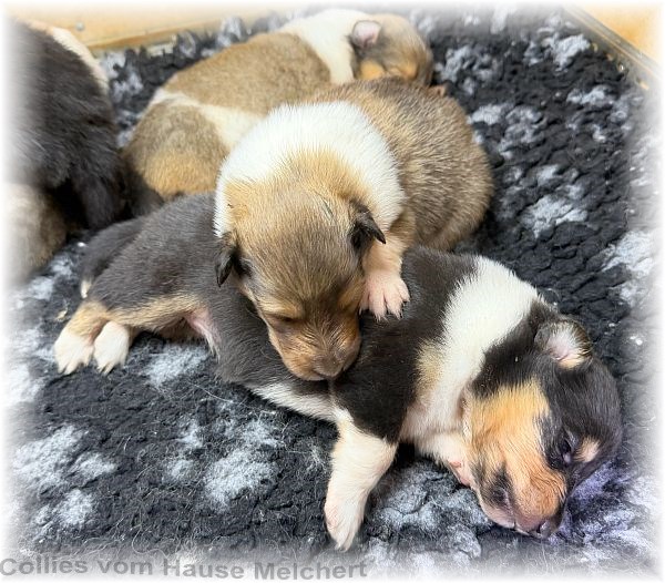 Melchert Collies