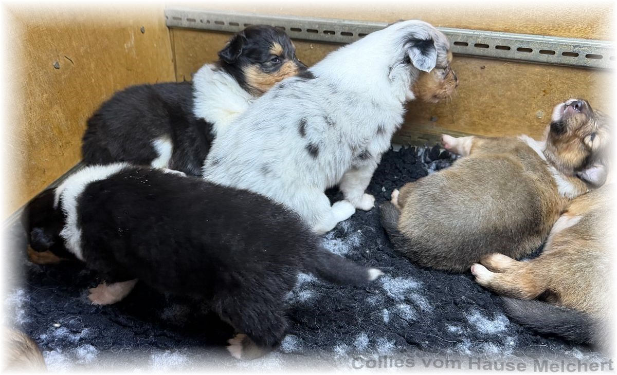 Melchert Collies