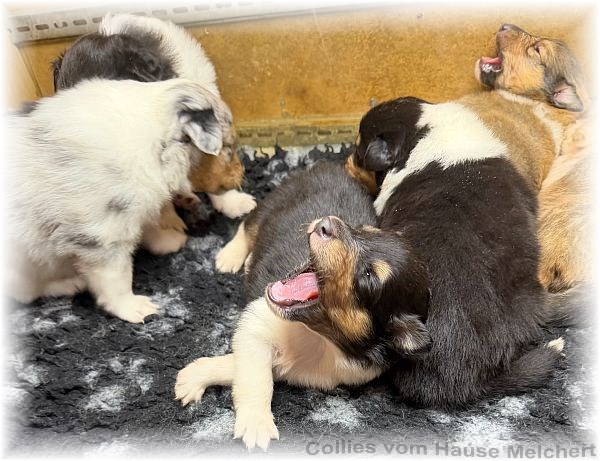 Collies vom Hause Melchert