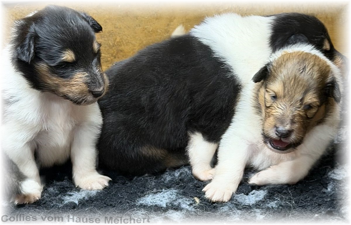Melchert Collies