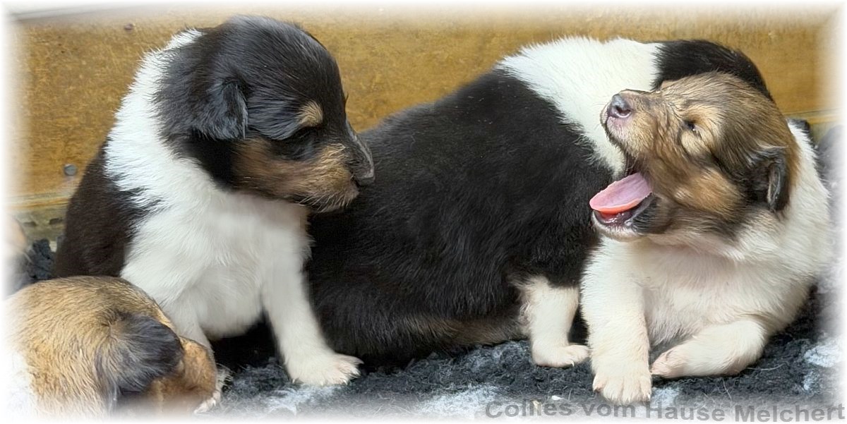 Melchert Collies