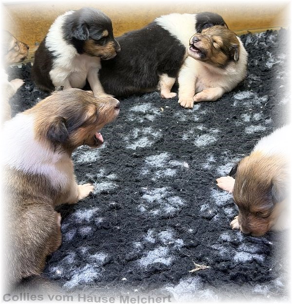 Collies vom Hause Melchert