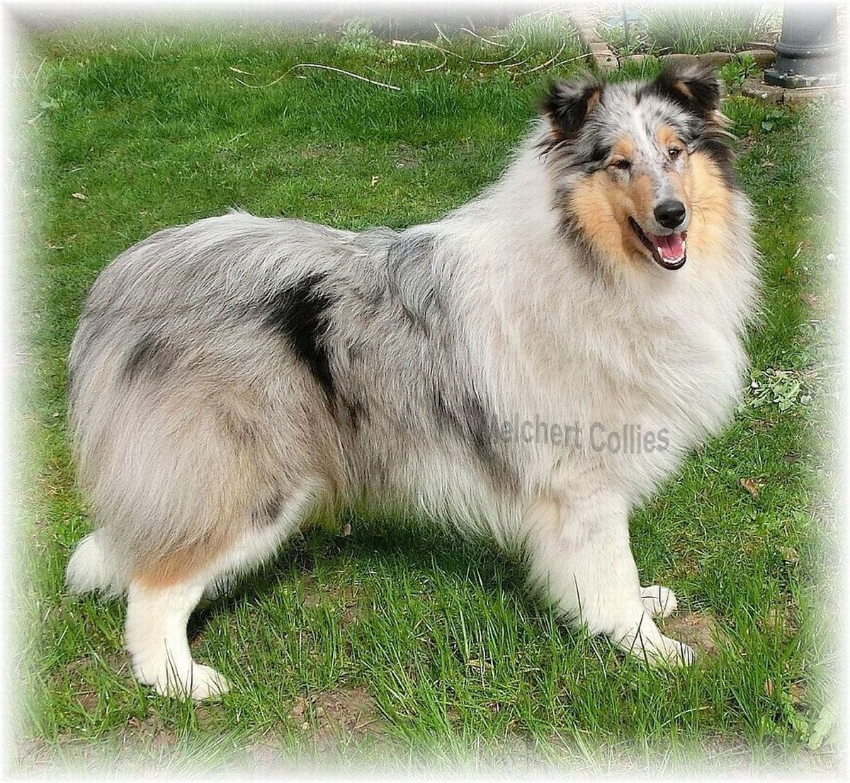 Blue Merle Collie