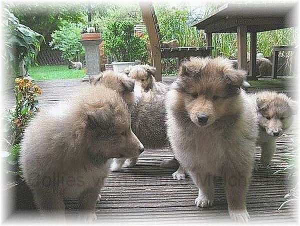Collie Langhaar Hundewelpen aus Bopfingen in Deutschland