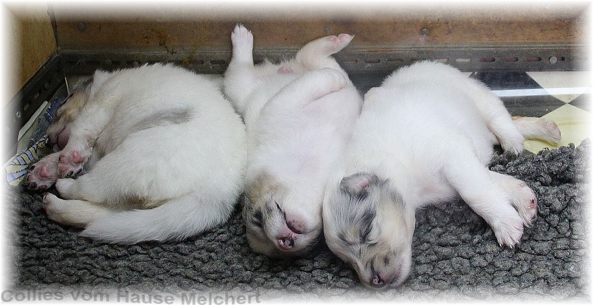 american white collie puppies