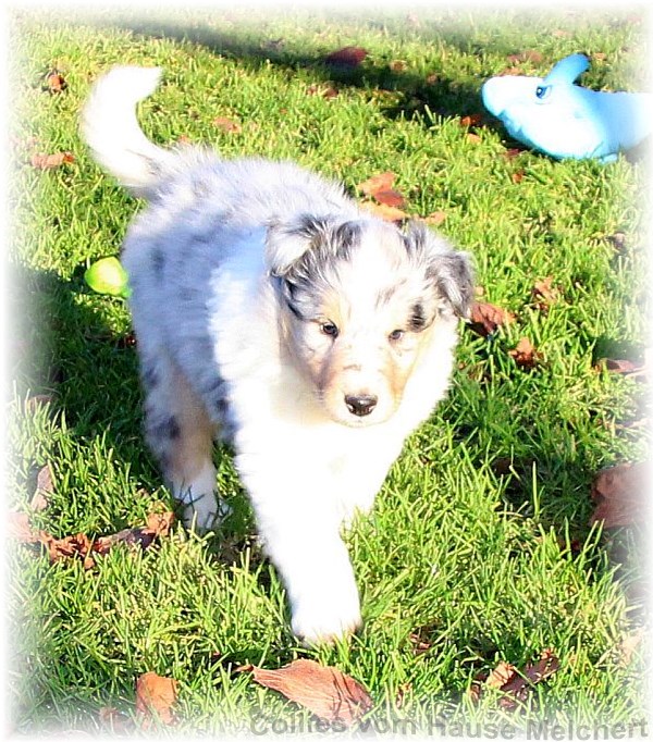 Blue merle Collie Welpen