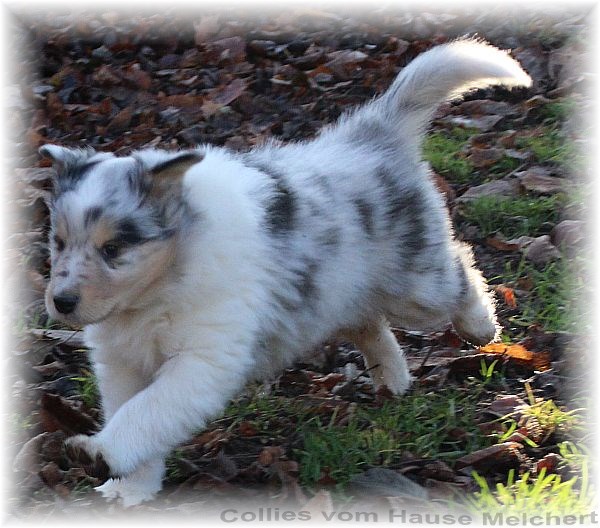 Blue merle Collie Welpen