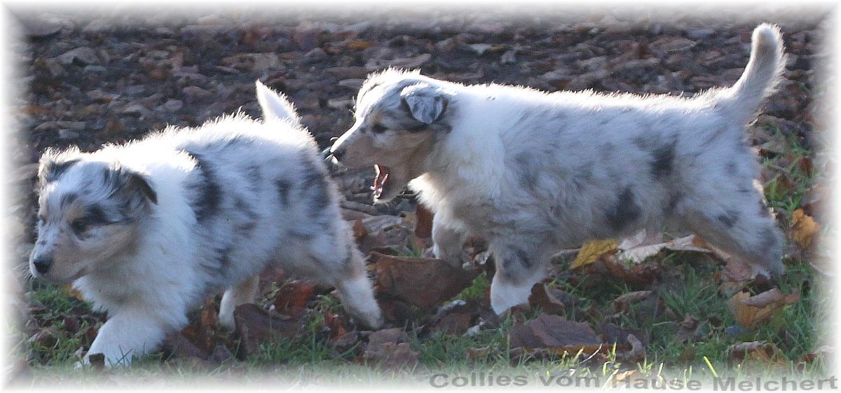 Blue merle Collie Welpen