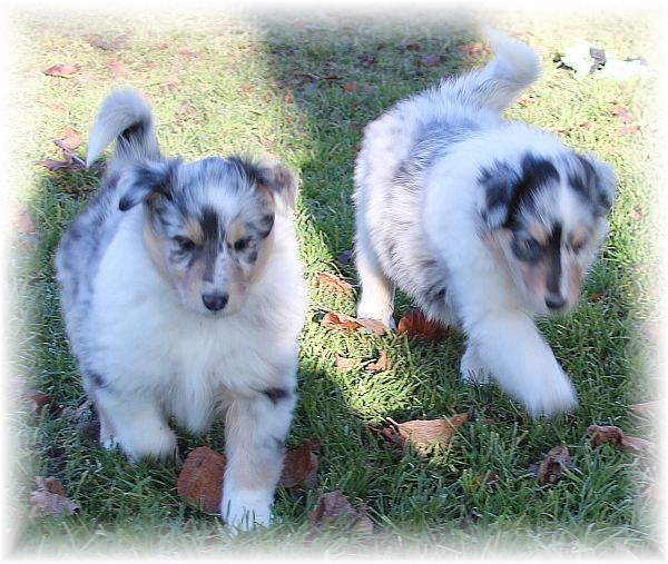 Blue merle Collie Welpen