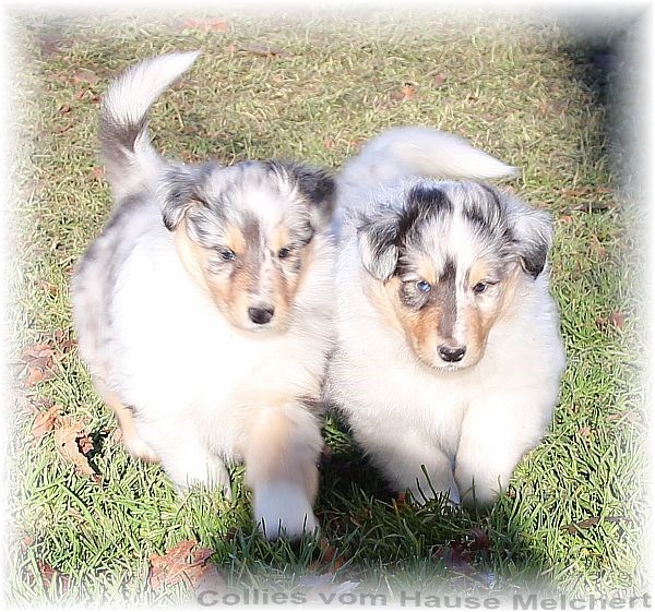 Blue merle Collie Welpen