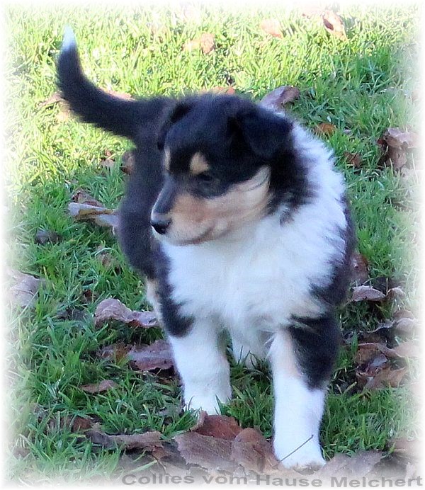 Blue merle Collie Welpen