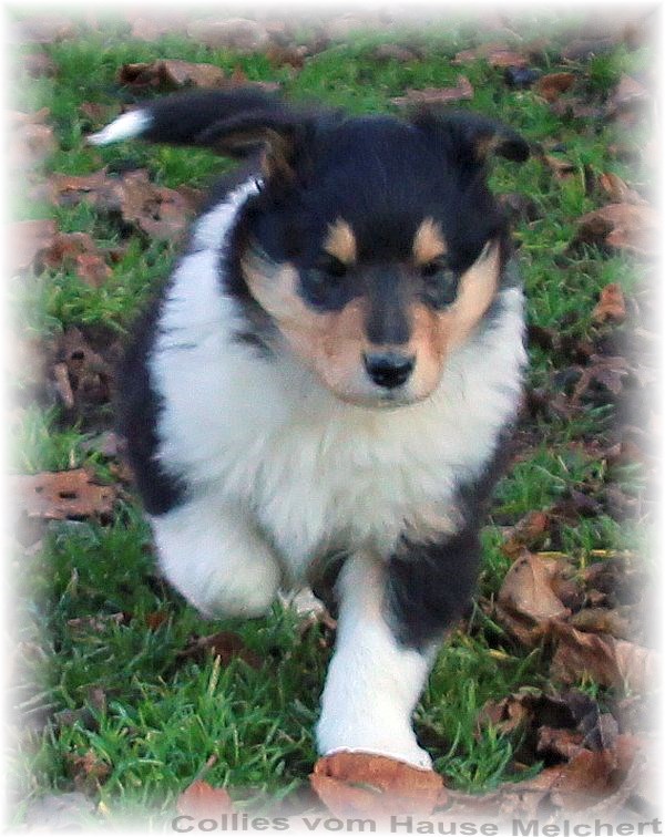 Blue merle Collie Welpen