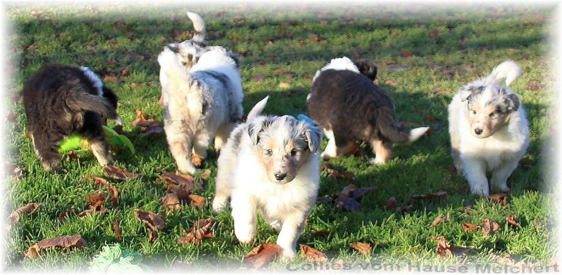 Collie Welpe blue merle