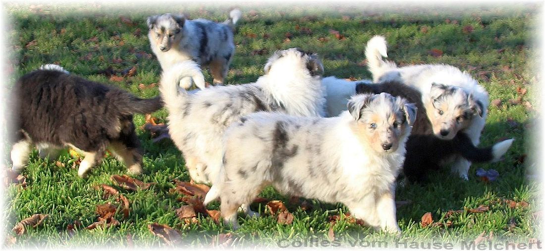 Collie Welpen blue merle
