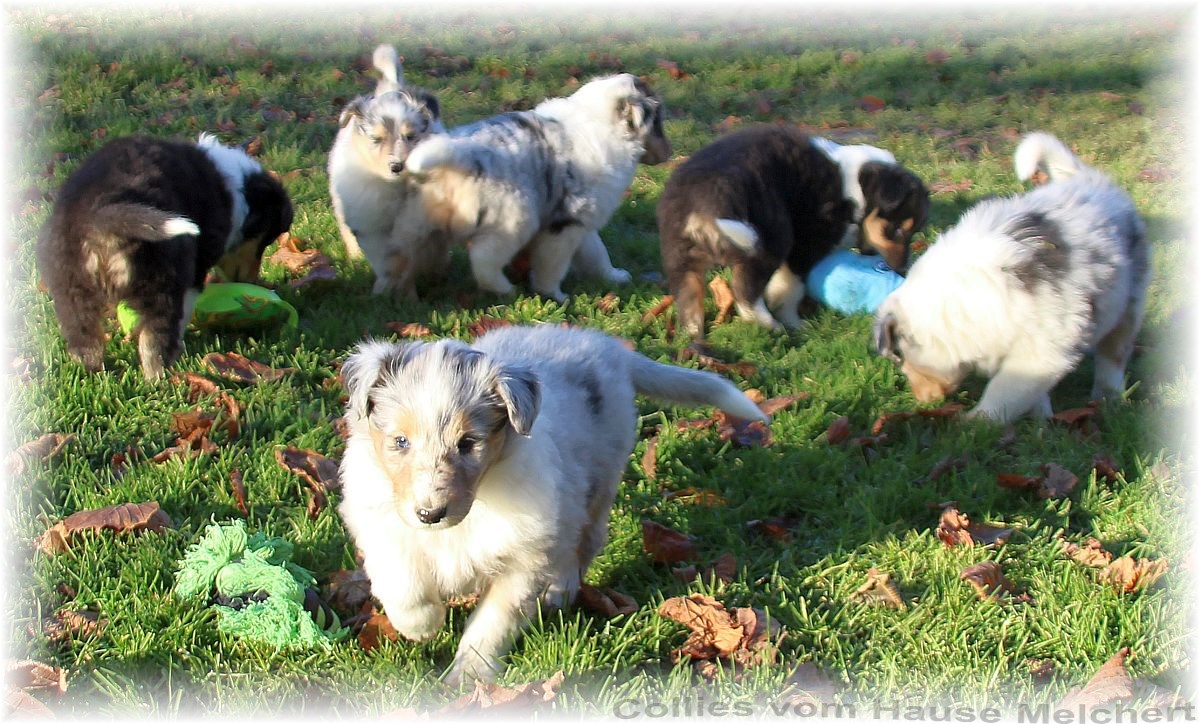 Blue merle Collie Welpen