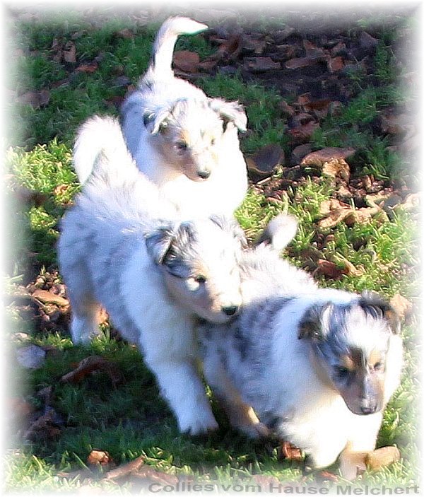 Blue merle Collie Welpen