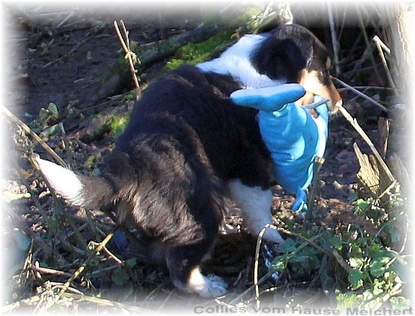 Blue merle Collie Welpen