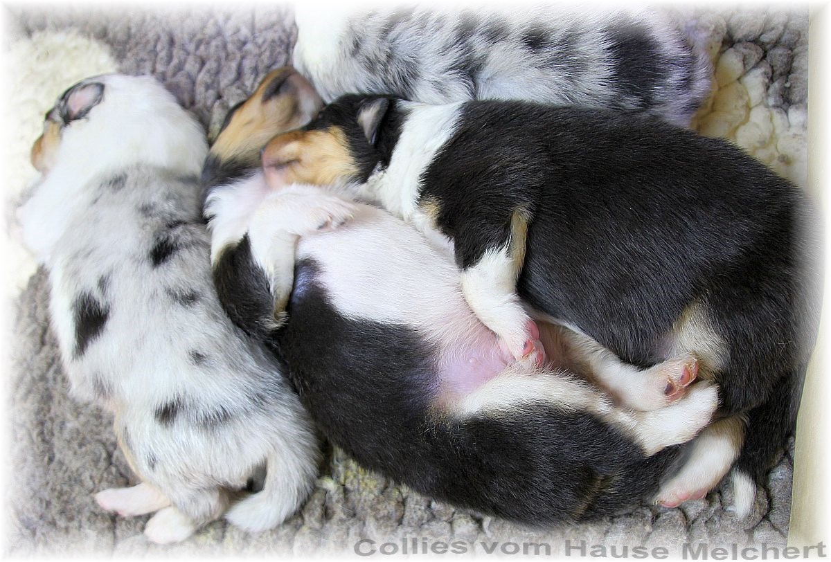 Collie Welpen Hause Melchert