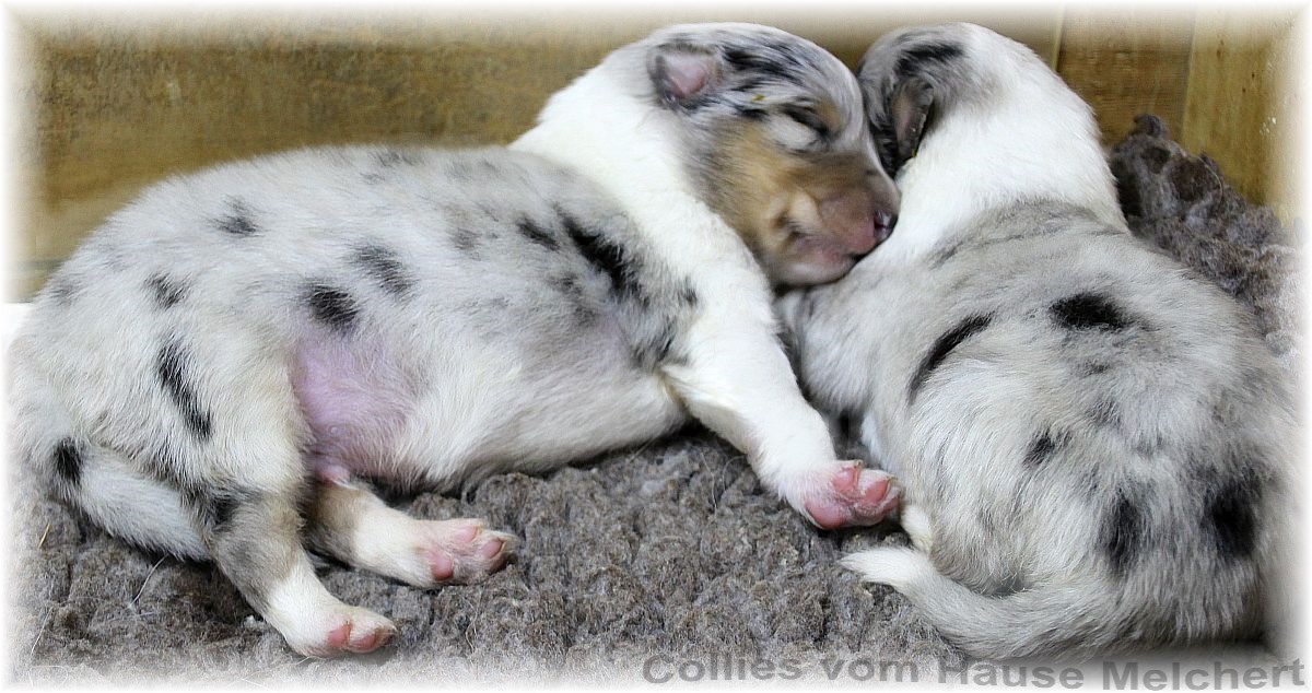 Amerikanischer Collie Züchter