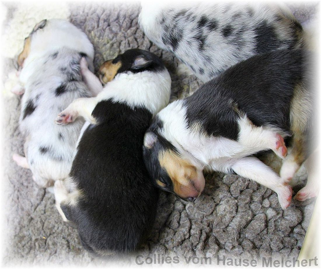 Collie Welpen Amerikanische Linie