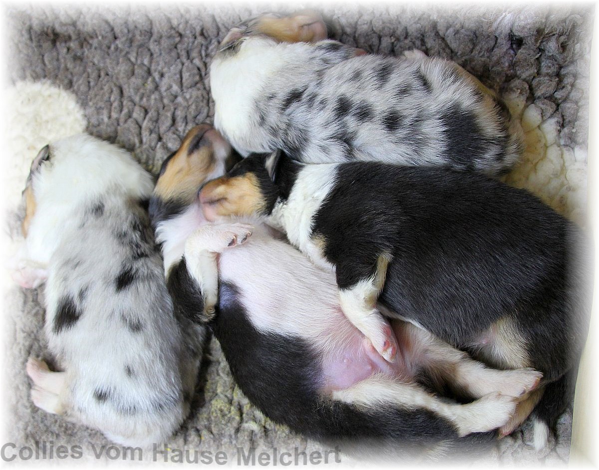 Collie Welpen aktuell