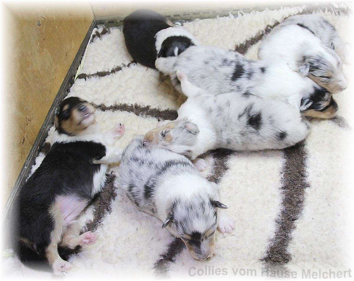 Amerikanische Collie Welpen vom Züchter