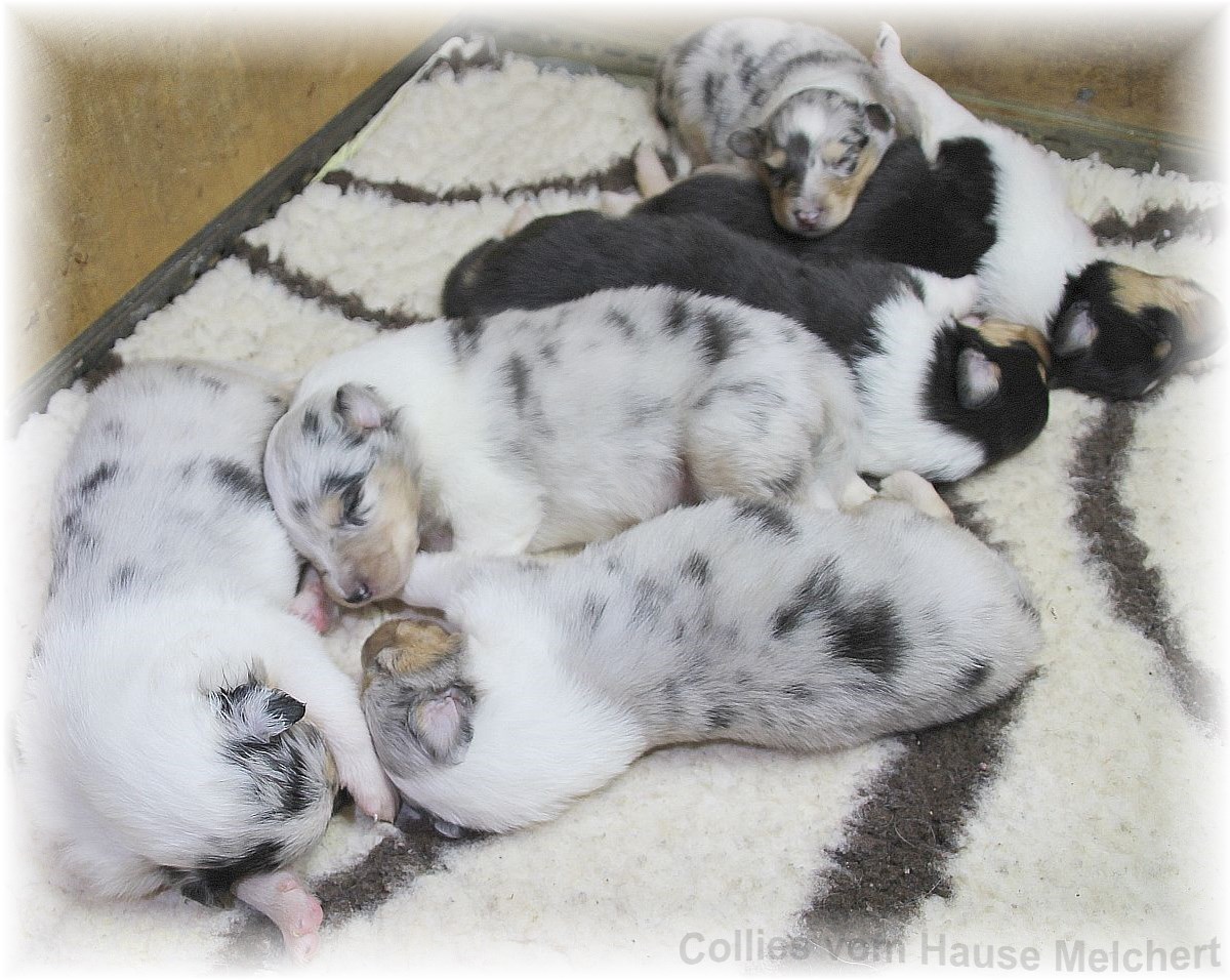 Collie Welpen vom Hause Melchert