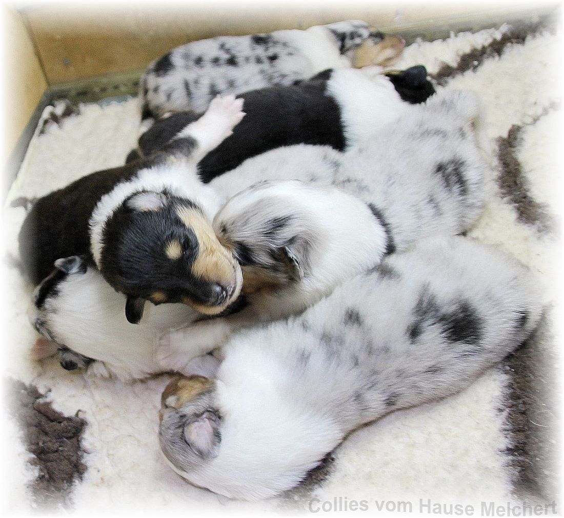 Collie Welpen vom Züchter
