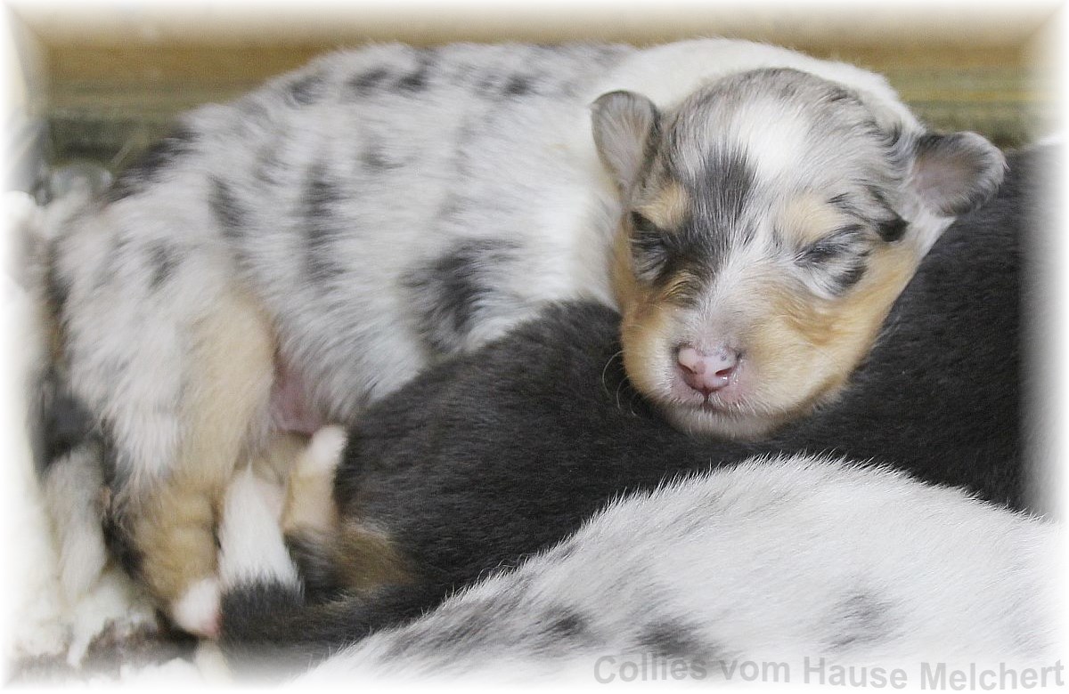 Amerikanische Collie Welpen