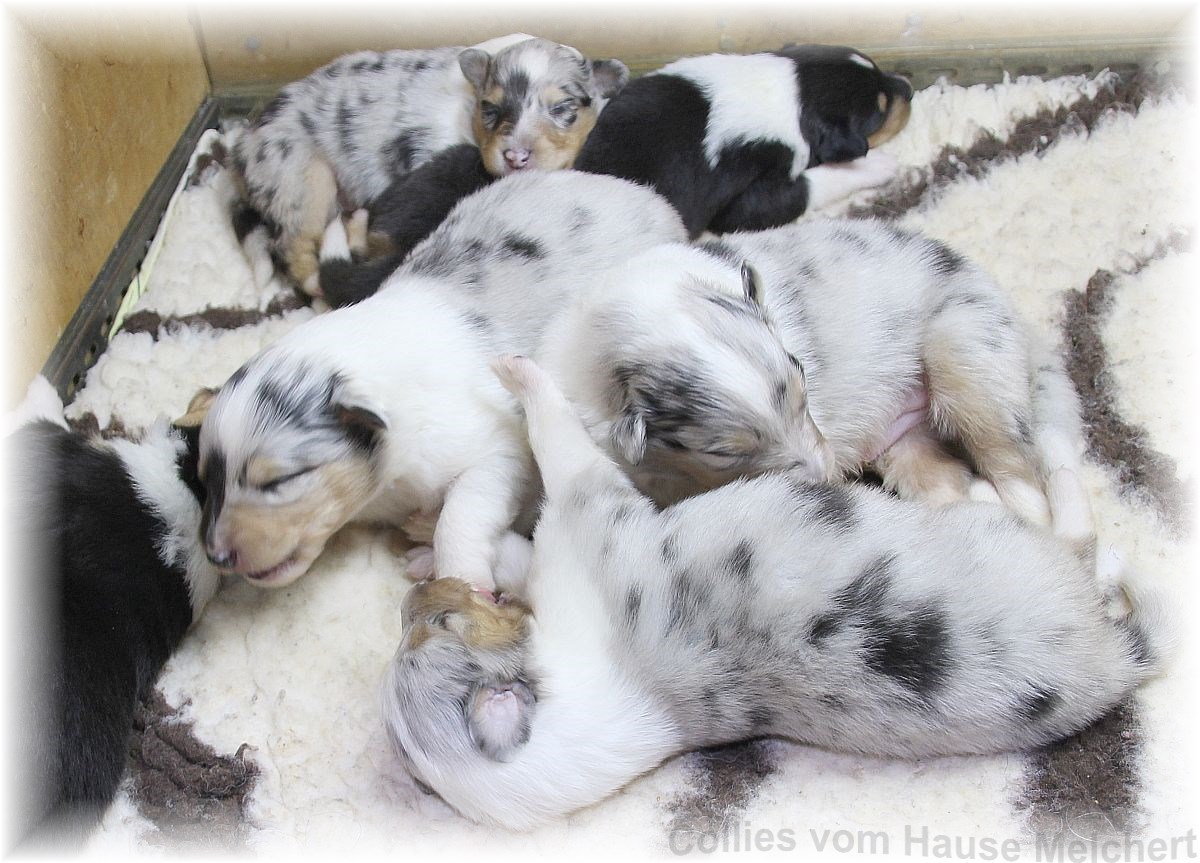 Collie Welpen