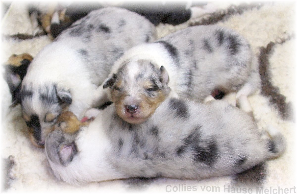 Colliewelpen vom Hause Melchert